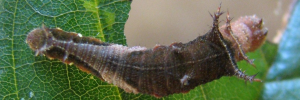 Neptis praslini staudingereana - Final Larvae